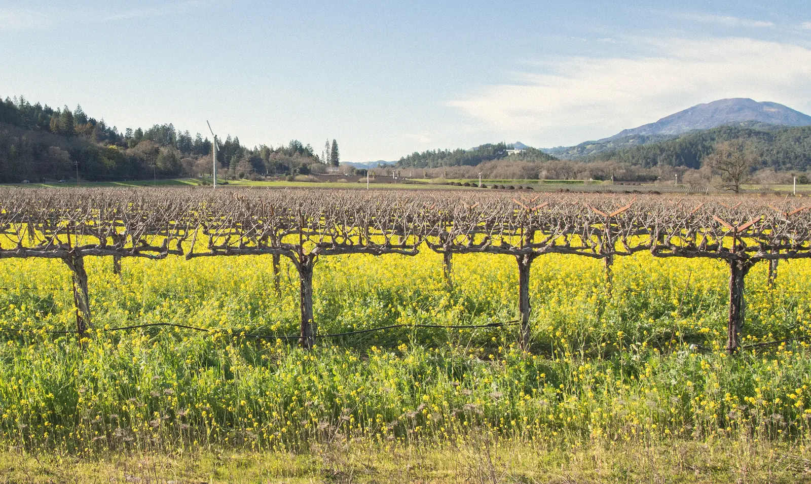 Photo of a Napa Valley vineyard with yellow mustard flowers between bare vines