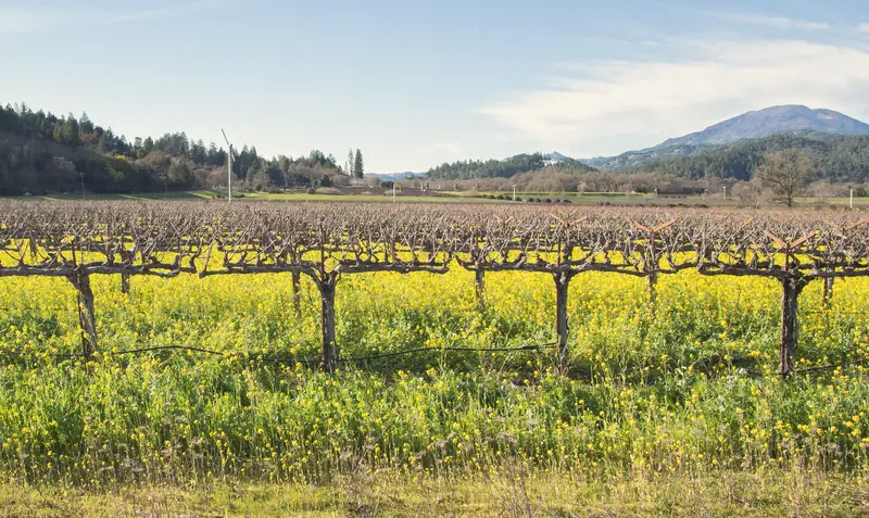 Photo of a Napa Valley vineyard with yellow mustard flowers between bare vines